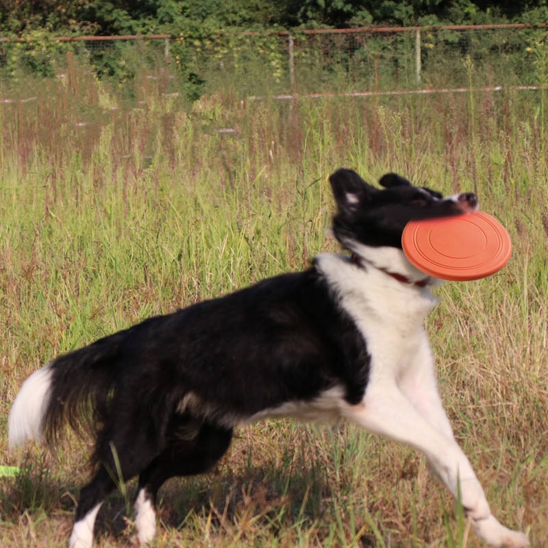 Mainan berupa cakram terbang d - Flying Disc Dog Training Toy ulasan dan harga